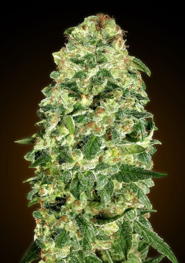 Auto California Kush feminised cannabis seeds by 00 Seeds for indoor and outdoor